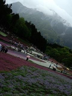 芝桜の丘から見える雲に覆われた武甲山