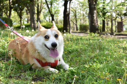 【ペット用無添加石けんシャンプー】愛犬をシャンプーする（2）